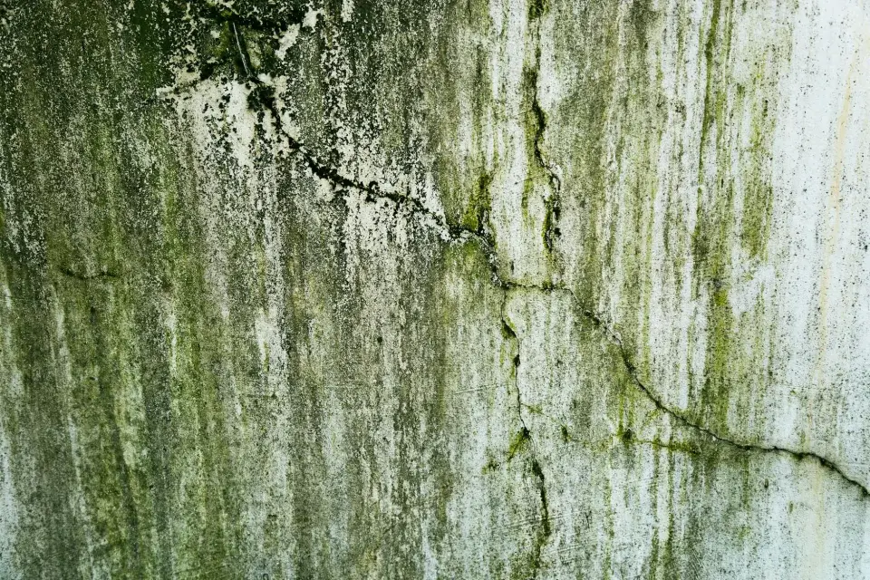 Our Journey in Mold Abatement