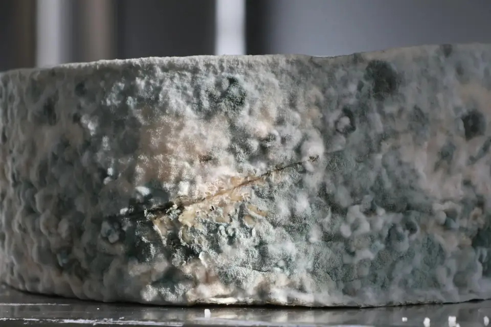 The Danger of Hidden Mold — Hollywood